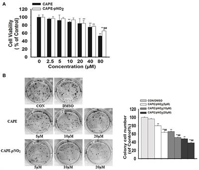 CAPE-pNO2 Inhibited the Growth and Metastasis of Triple-Negative Breast Cancer via the EGFR/STAT3/Akt/E-Cadherin Signaling Pathway